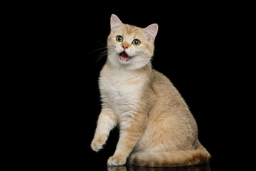Obraz premium Funny British breed cat sitting in amazement with its mouth open on an isolated black background
