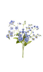 Obraz premium Watercolor Forget Me Nots Flower 