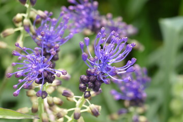 Blüte von Schopfiger Traubenhyazinthe in Nahaufnahme