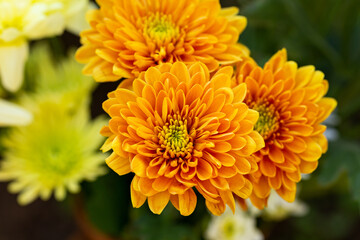 orange and yellow chrysanthemum flowers as background