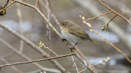 bird, robin, wild lebende tiere, natur, ast, winter, tier, schnee, wild, rot, baum,