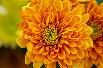 orange and yellow chrysanthemum flowers as background