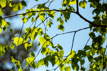 yellow leaves on a branch, nacka, sverige, sweden, stockholm