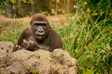 The sad look of the chimpanzee