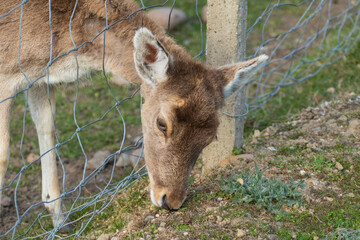 Damwild Hirsch mit Schaufelgeweih auf einer Wiese