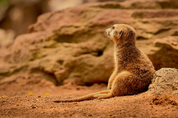 Nuestro pequeño suricato esperando a sus amigos
