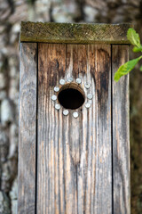 wooden bird house, nacka, sverige, sweden, stockholm