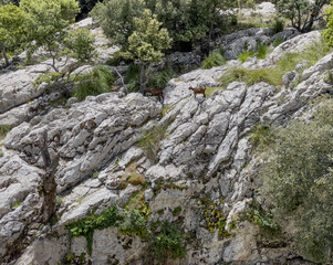 Wild goats in the Embassament de Cuber, artificial water reservoir in the valleys of Puig Major and Morro de Cuber, Serra de Tramuntana, Mallorca, Spain
