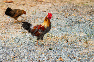 Bantams are looking for food on the sand.