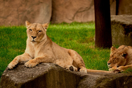 The rest of the queens of the jungle