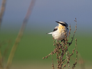 Northern wheatear - Oenanthe oenanthe