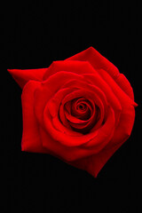 Red rose on a black background