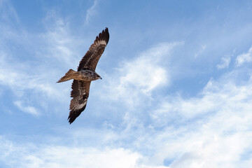 Black kite - Milvus migrans