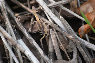 Scorpion on Twigs