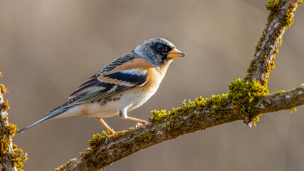 bird, natur, wild lebende tiere, tier, wild, finch, ast, schnabel, spatz, robin