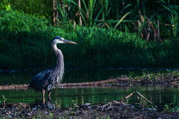 great blue heron