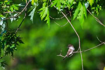 Phoebe on a branch 
