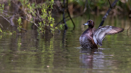 ente, bird, wasser, natur, wild lebende tiere, see, stockente, tier, teich, baden,
