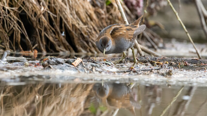 bird, natur, wild lebende tiere, tier, spatz, wild, gering, schnabel, braun, gras