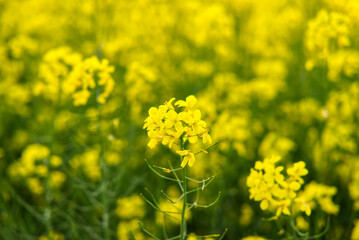 yellow rapeseed growing in the field for biofuel