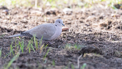 bird, taube, taube, natur, tier, wild lebende tiere, feather, gras, schnabel,