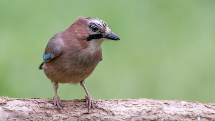 bird, natur, tier, wild lebende tiere, wild, robin, blau, eichelhäher,