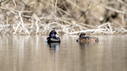 wasser, ente, bird, see, natur, wild lebende tiere, teich, ente, tier, fluss,