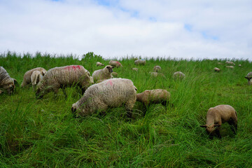 eine Herde Schafe die auf einer Wiese grasen
