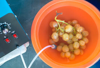 A bunch of grapes in a bowl with water with a round ozonating stone. Tubes leading to oxygen pump...