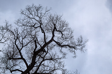 Fototapeta na wymiar Bare Tree Branches on cloudy sky background. Terrible and gloomy place. Late autumn park. Winter season in the forest. Curved natural lines. Mysticism concept. Halloween. Dramatic scene. Wallpaper