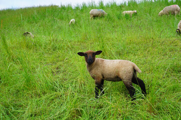 Ein kleines junges Schaf auf einer Wiese
