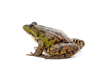 One green spotted frog.
