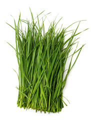 Bunch of green grass.