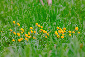 Yellow flowers Yellow flowers Trollius or globeflower. lat. Trollius a genus of perennial herbaceous plants from the family Ranunculaceae.