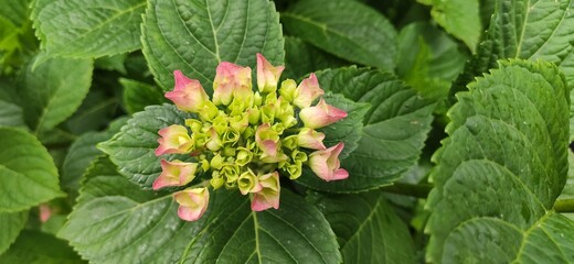hydrangea in the garden