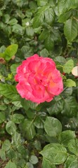 red rose in garden