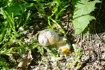 Weinbergschnecke