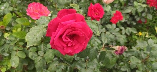 red rose flower in the garden