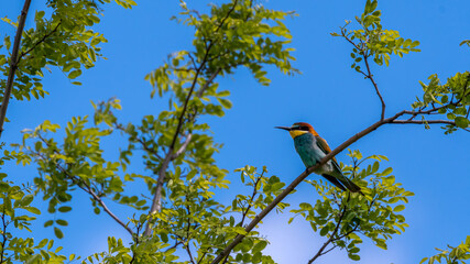 bird, natur, wild lebende tiere, eisvogel, tier, ast, wild, rot, bird, baum,