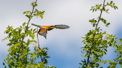 bird, natur, wild lebende tiere, eisvogel, tier, ast, wild, rot, bird, baum,