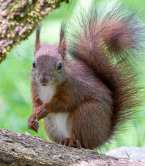 eichhörnchen, tier, säugetier, natur, wild lebende tiere, nager,