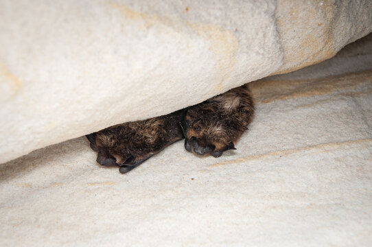 The Northern Bat (Eptesicus Nilssonii)