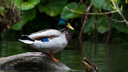 ente, bird, stockente, wasser, tier, natur, wild lebende tiere, see,