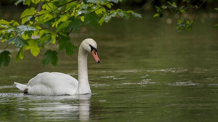 Fototapeta premium cygnus, bird, see, wasser, weiß, natur, tier, wild lebende tiere, teich,