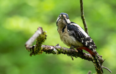 specht, bird, natur, wild lebende tiere, tier, ast, wild, baum, schnabel