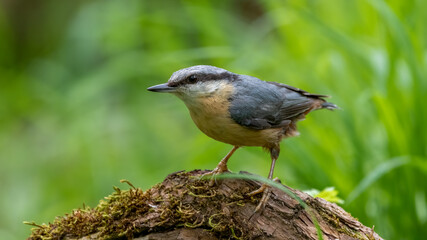 bird, natur, wild lebende tiere, tier, wild, schnabel, green,  kleiber,