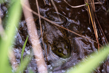 American Bullfrog