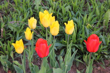 Fresh yellow and red tulips natural flowers on green grass background on the field