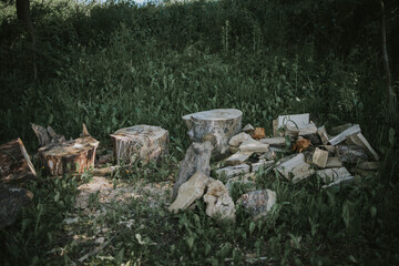 Lot of chopped wood and tree trunks on the grass
