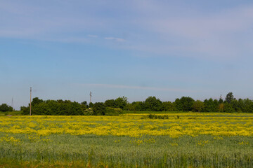 Italian cultivation field of wheat ceral at sunset